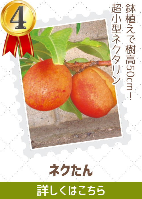 ネクたん