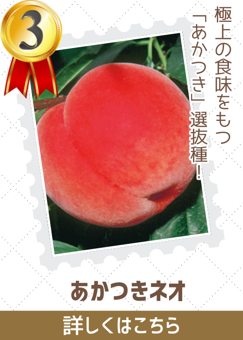 あかつきネオ