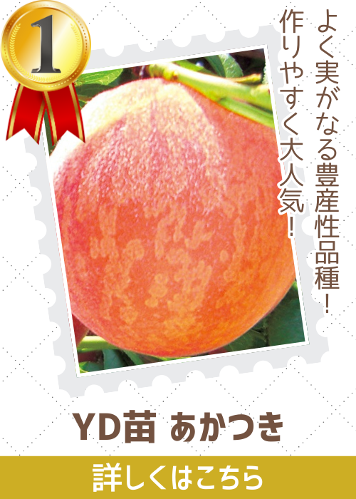 ＹＤあかつき
