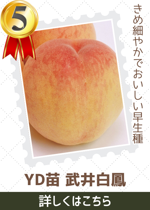 ＹＤ武井白鳳