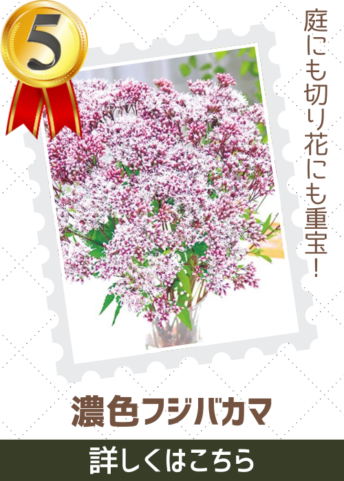 濃色フジバカマ