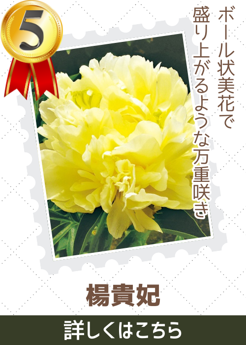 楊貴妃