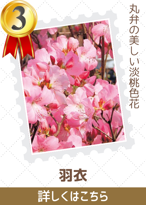 羽衣