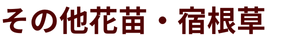 その他花苗・宿根草