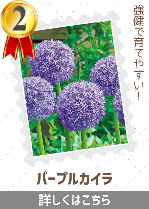 パープルカイラ