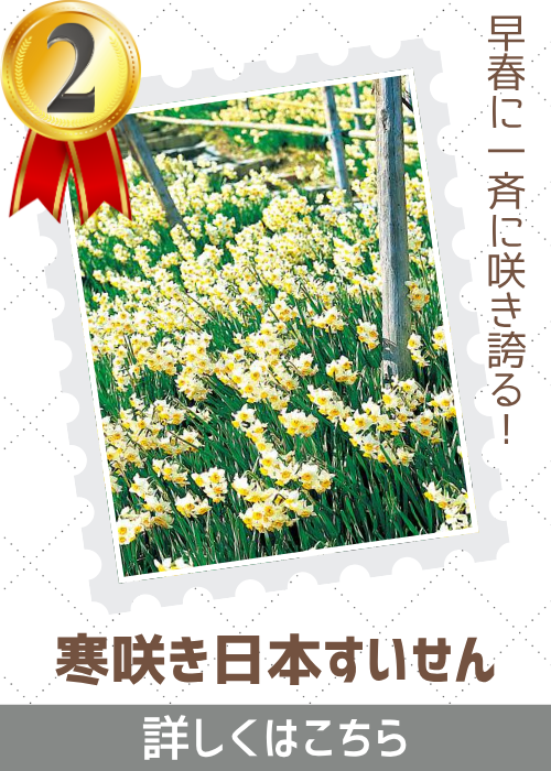寒咲日本水仙　