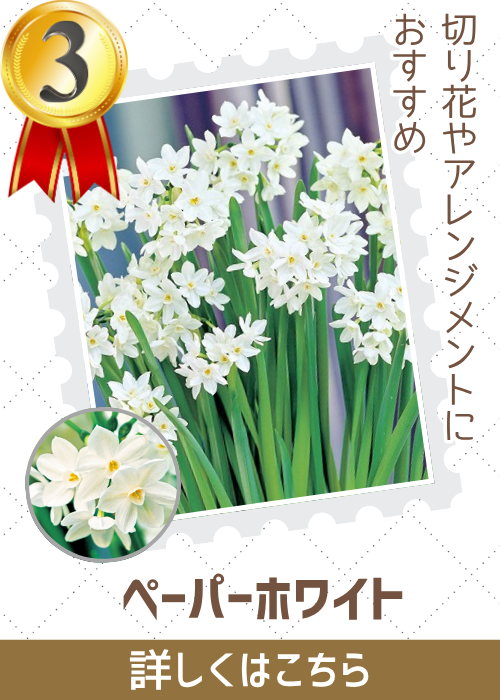 ペーパーホワイト