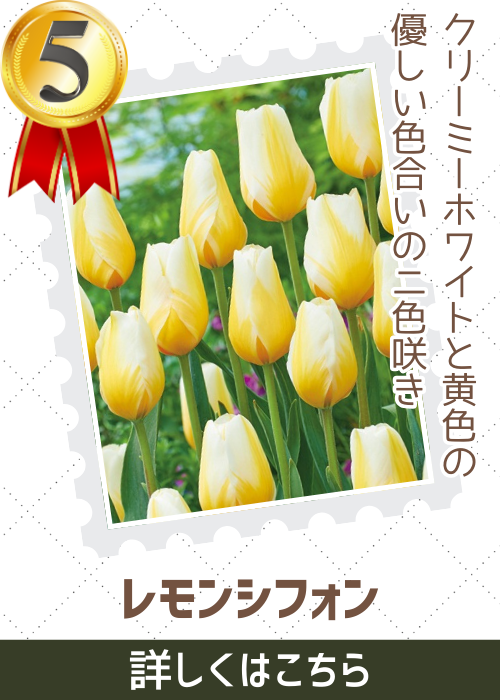 レモンシフォン