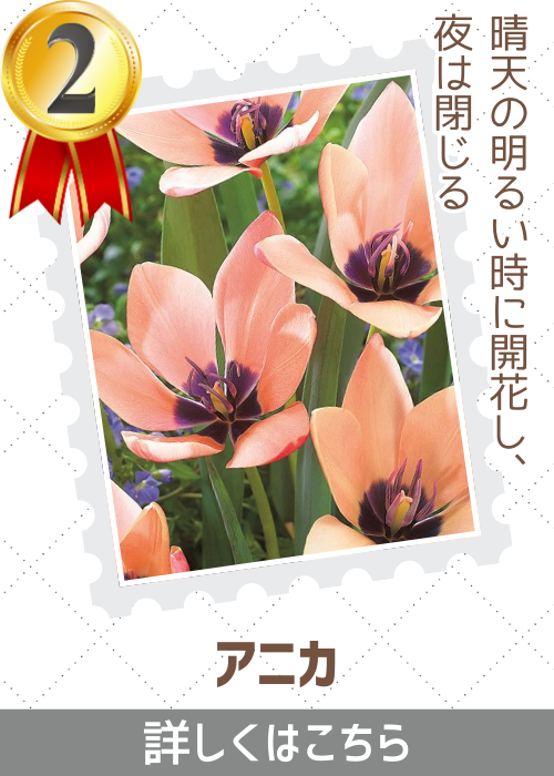 アニカ