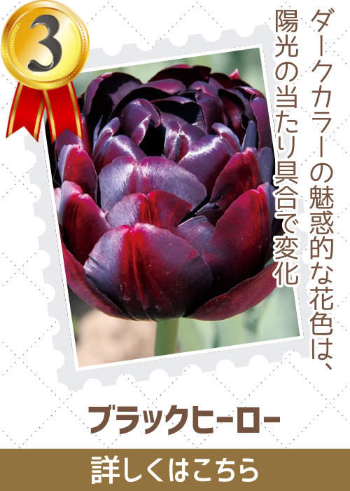 ブラックヒーロー