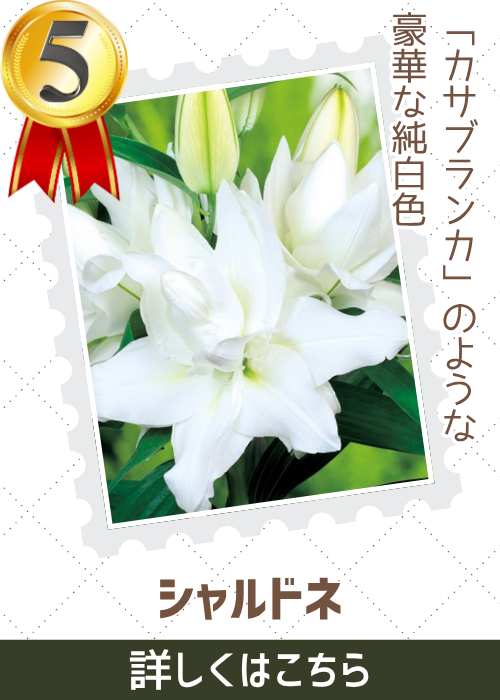 シャルドネ