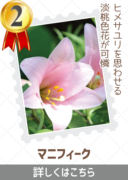 マニフィーク