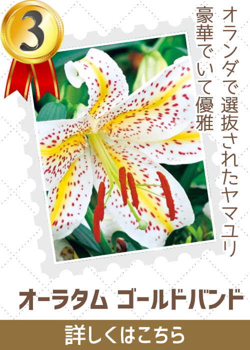 オーラタムゴールドバンド