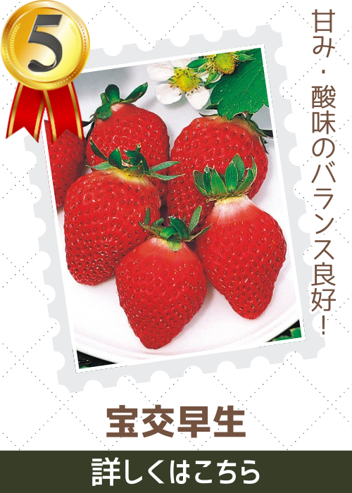 宝交早生