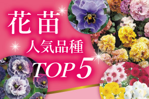 花苗