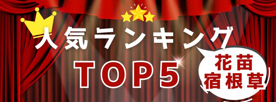 人気TOP5