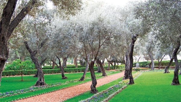 銀葉が美しいイスラエルの庭園中のオリーブ。