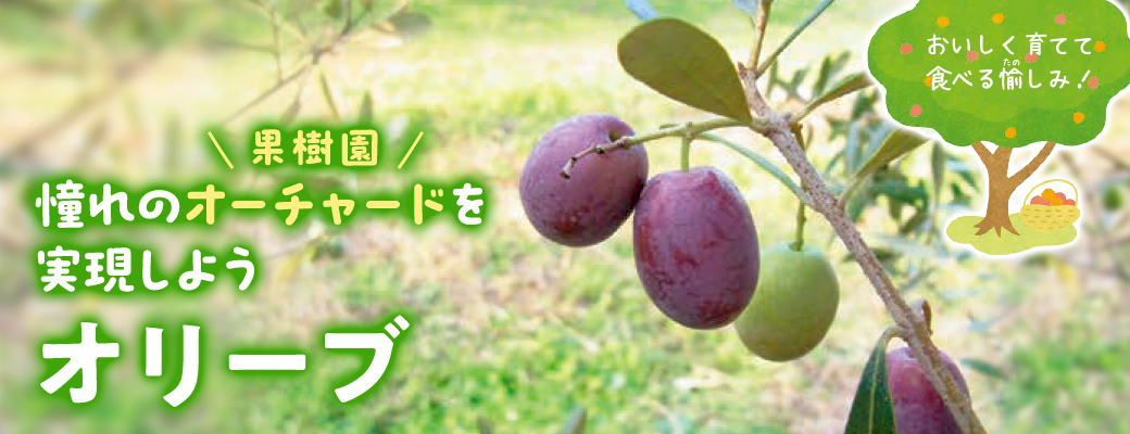 オーチャード オリーブ