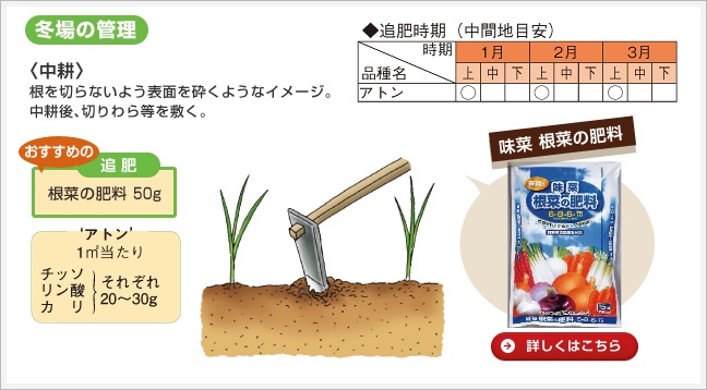 定植