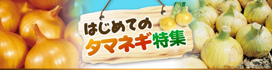 はじめてのタマネギ特集
