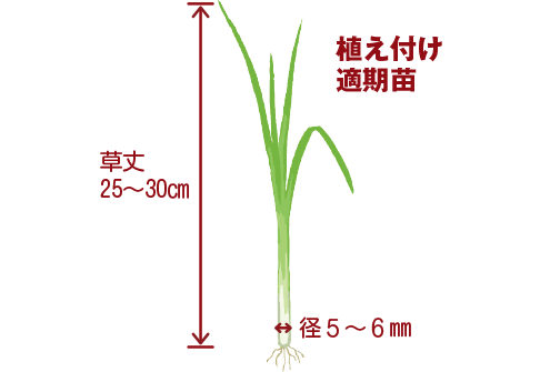 植え付け適期苗 草丈25～30cm 径5～6mm