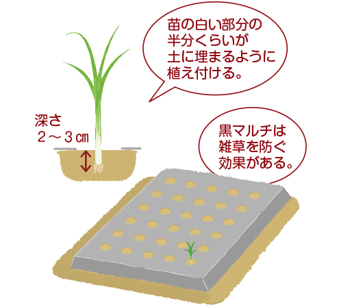 苗の白い部分の半分くらいが土に埋まるように植え付ける。深さ2～3cm 黒マルチは雑草を防ぐ効果がある。
