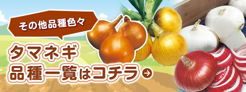 その他品種色々 タマネギ品種一覧はコチラ