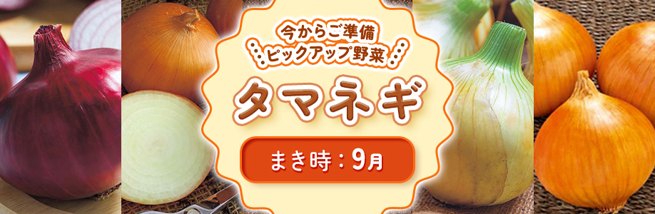 ピックアップ野菜　タマネギ