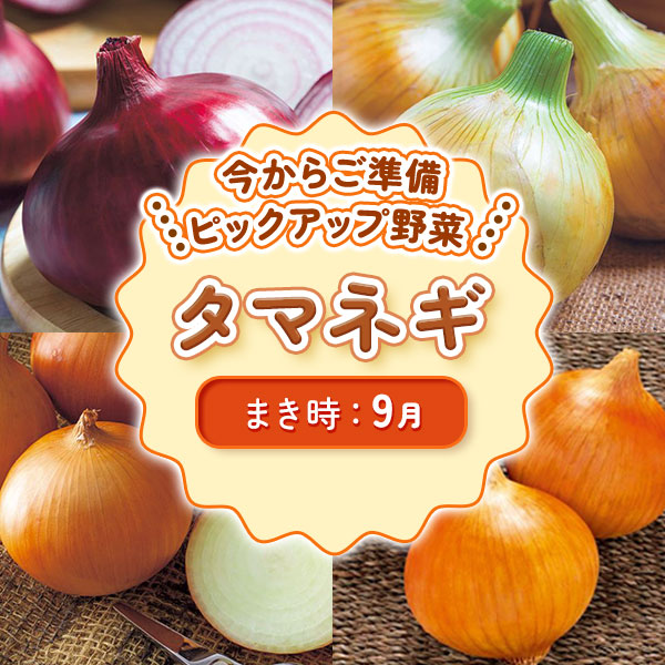 ピックアップ野菜　タマネギ