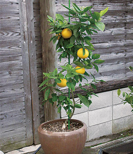 グレープフルーツも鉢植えで栽培できる。