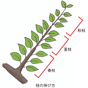 枝の伸び方