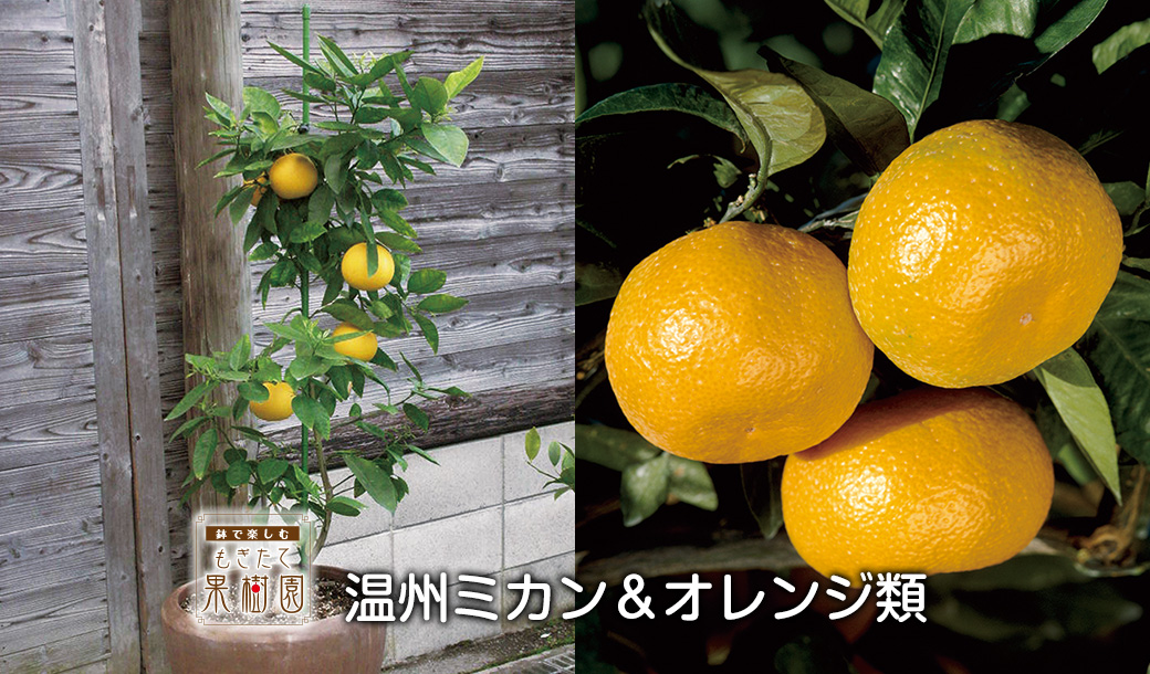 オレンジ苗木 果樹 実がたっぷり