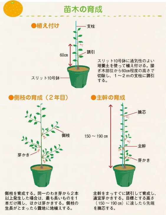 温州ミカンの育て方 品種の特徴や栽培方法を詳しく解説