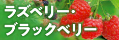 ラズベリー・ブラックベリー