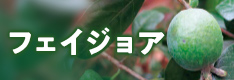 フェイジョア
