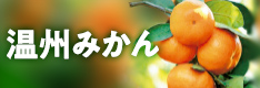 温州みかん
