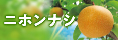 ニホンナシ