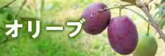 オリーブ