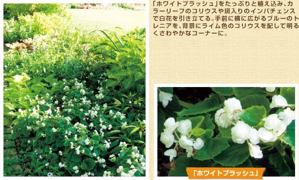 タキイオリジナルの花の魅力と上手な使い方 教えます 種 苗 球根 ガーデニング用品 農業資材の通販サイト タキイネット通販