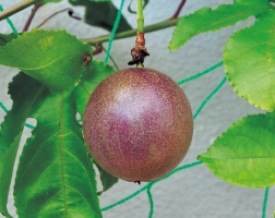 パッションフルーツを育てよう 庭先で育てるおいしい果樹