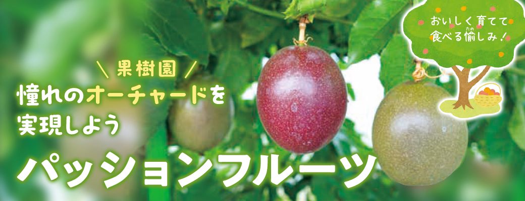 オーチャード パッションフルーツ