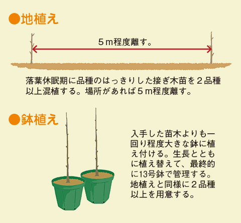 地植え、鉢植え