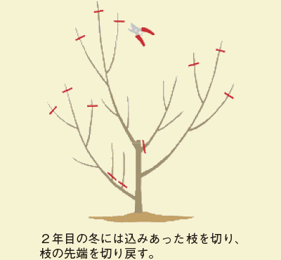 2年目の冬には込みあった枝を切り、枝の先端を切り戻す。