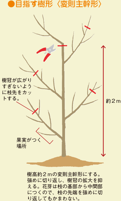 目指す樹形＜変則主幹形＞