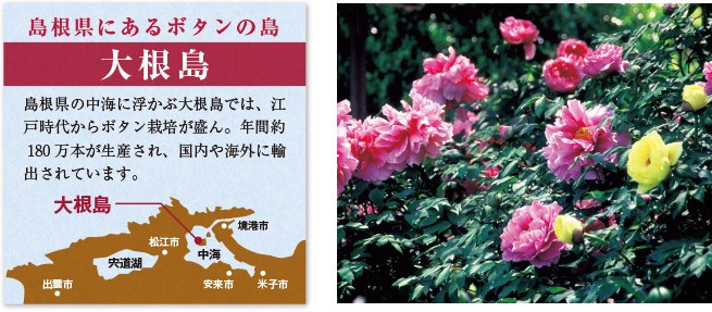 ボタンを庭で咲かせよう | 種・苗・球根・ガーデニング用品・農業資材