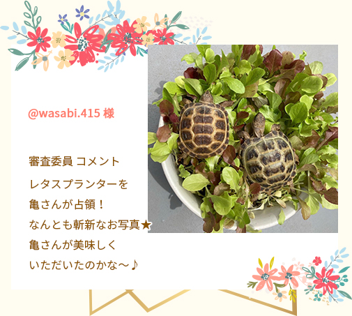@wasabi.415 様 審査委員 コメント レタスプランターを亀さんが占領！なんとも斬新なお写真★亀さんが美味しくいただいたのかな～♪