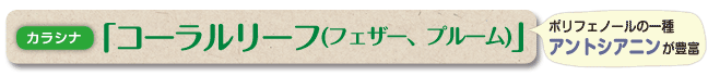 JVi R[[t(tFU[Av[)