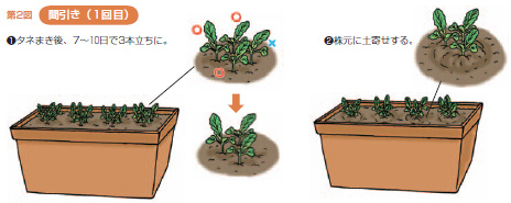 第2図間引き(1回目)