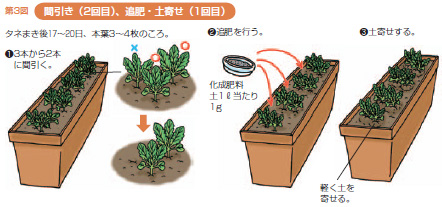 第3図間引き(2回目)、追肥・土寄せ(1回目)