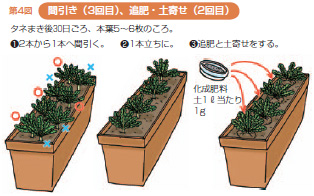 第4図間引き(3回目)、追肥・土寄せ(2回目)